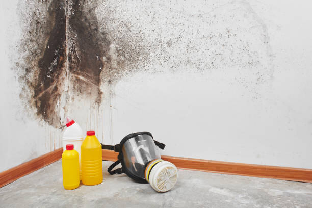 Best Attic Mold Removal  in Marion, MS