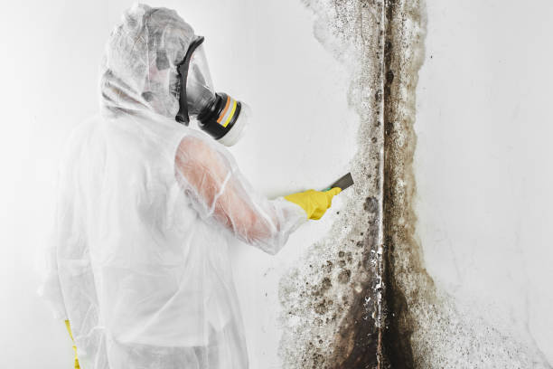 Best Mold Testing  in Marion, MS