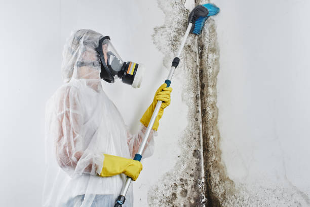 Best Local Mold Removal Service  in Marion, MS
