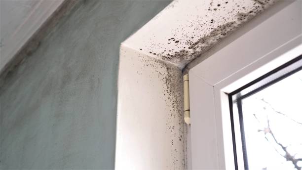 Best Office Mold Removal Services  in Marion, MS