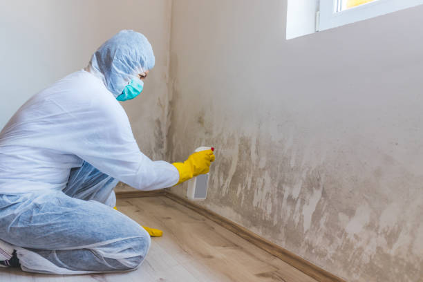 Best Commercial Mold Removal  in Marion, MS