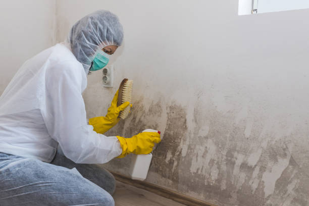 Best Mold Inspection  in Marion, MS