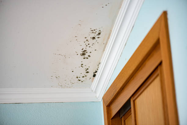 Best Certified Mold Removal  in Marion, MS