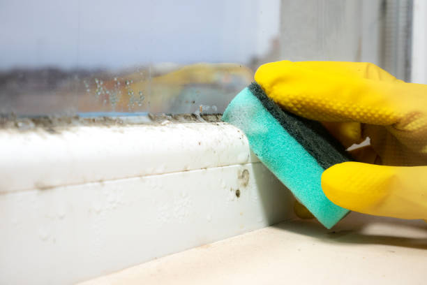 Best Mold Damage Repair  in Marion, MS