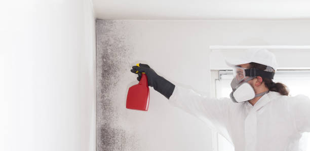 Best Home Mold Removal  in Marion, MS