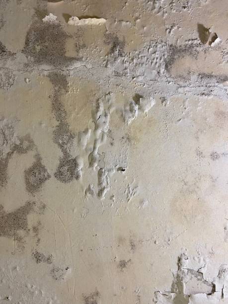 Best Fast Mold Removal  in Marion, MS
