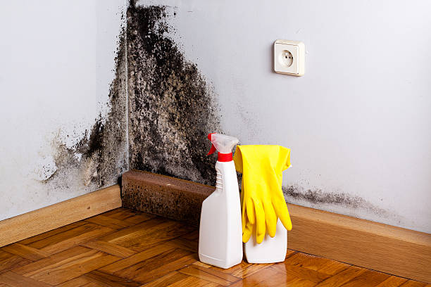 Best Best Mold Removal Companies  in Marion, MS