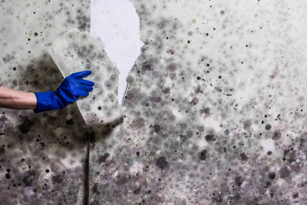 Best Mold Removal Company Near Me  in Marion, MS