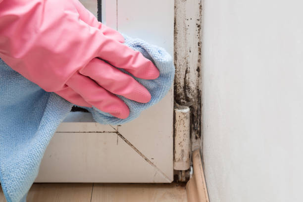 Best Mold Cleaning Services  in Marion, MS