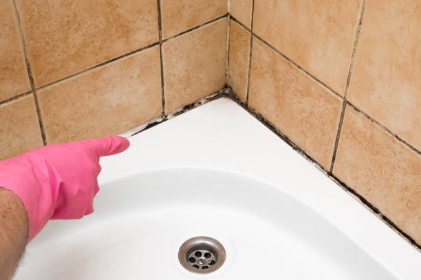 Best Local Mold Removal Service  in Marion, MS