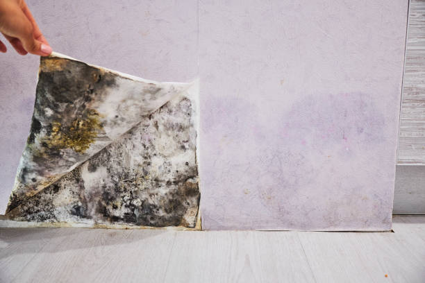 Best Same-Day Mold Removal  in Marion, MS